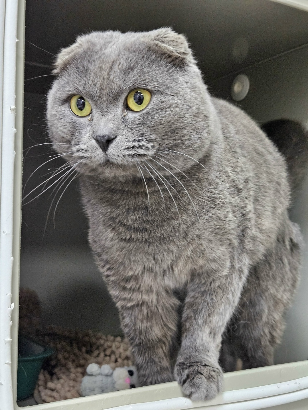 Найдена кошка в Владимире — фото объявления