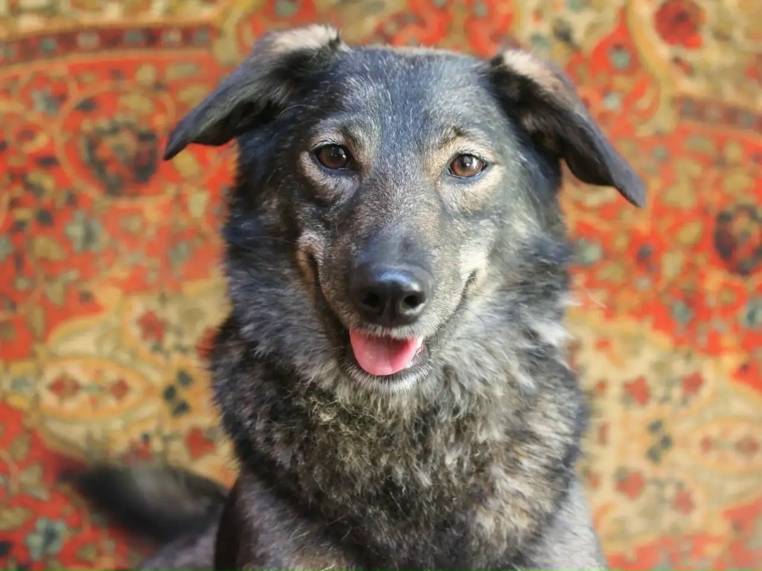 Пропала собака в Владимире — фото объявления