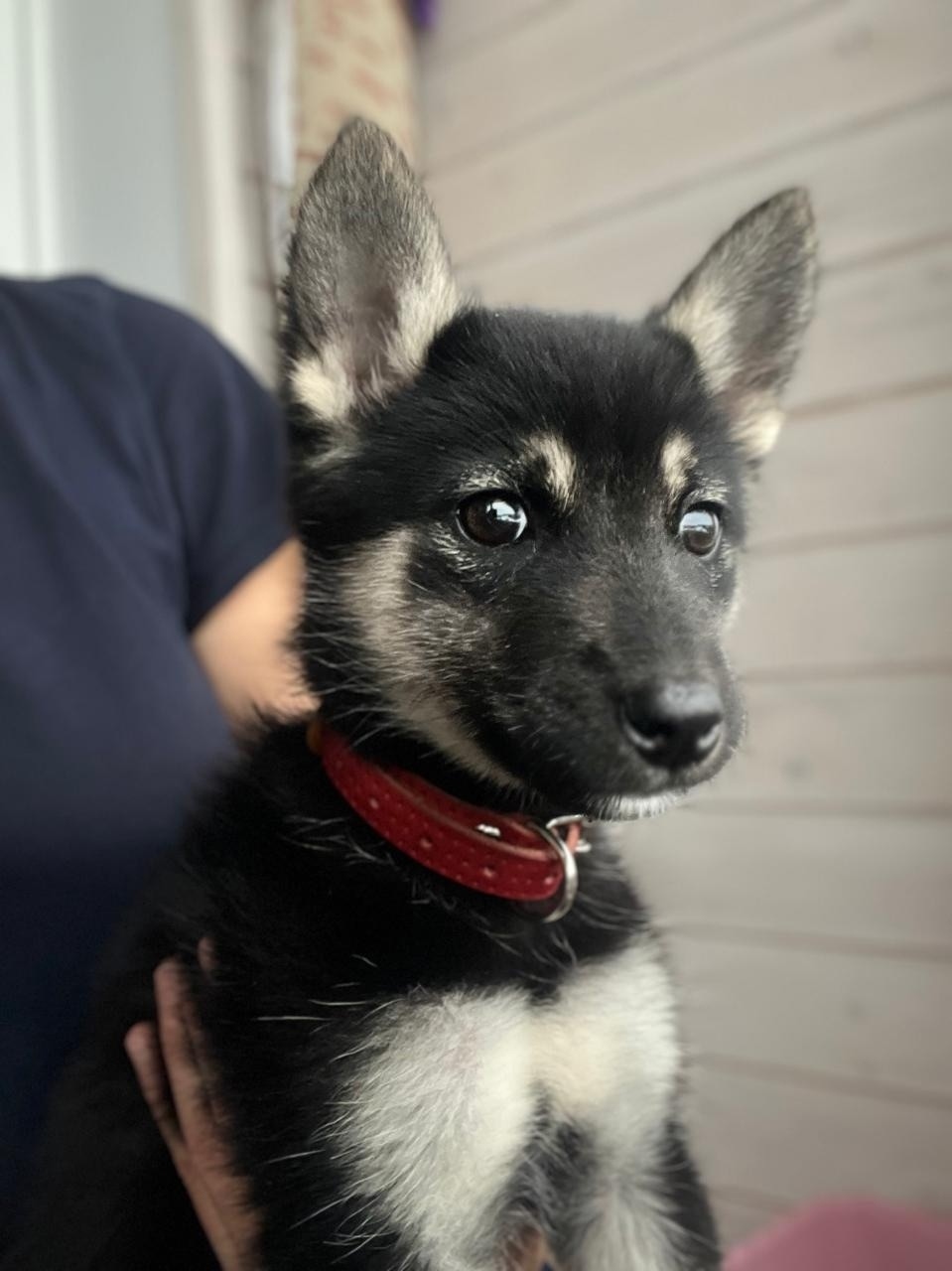 Найдена собака в Владимире — фото объявления