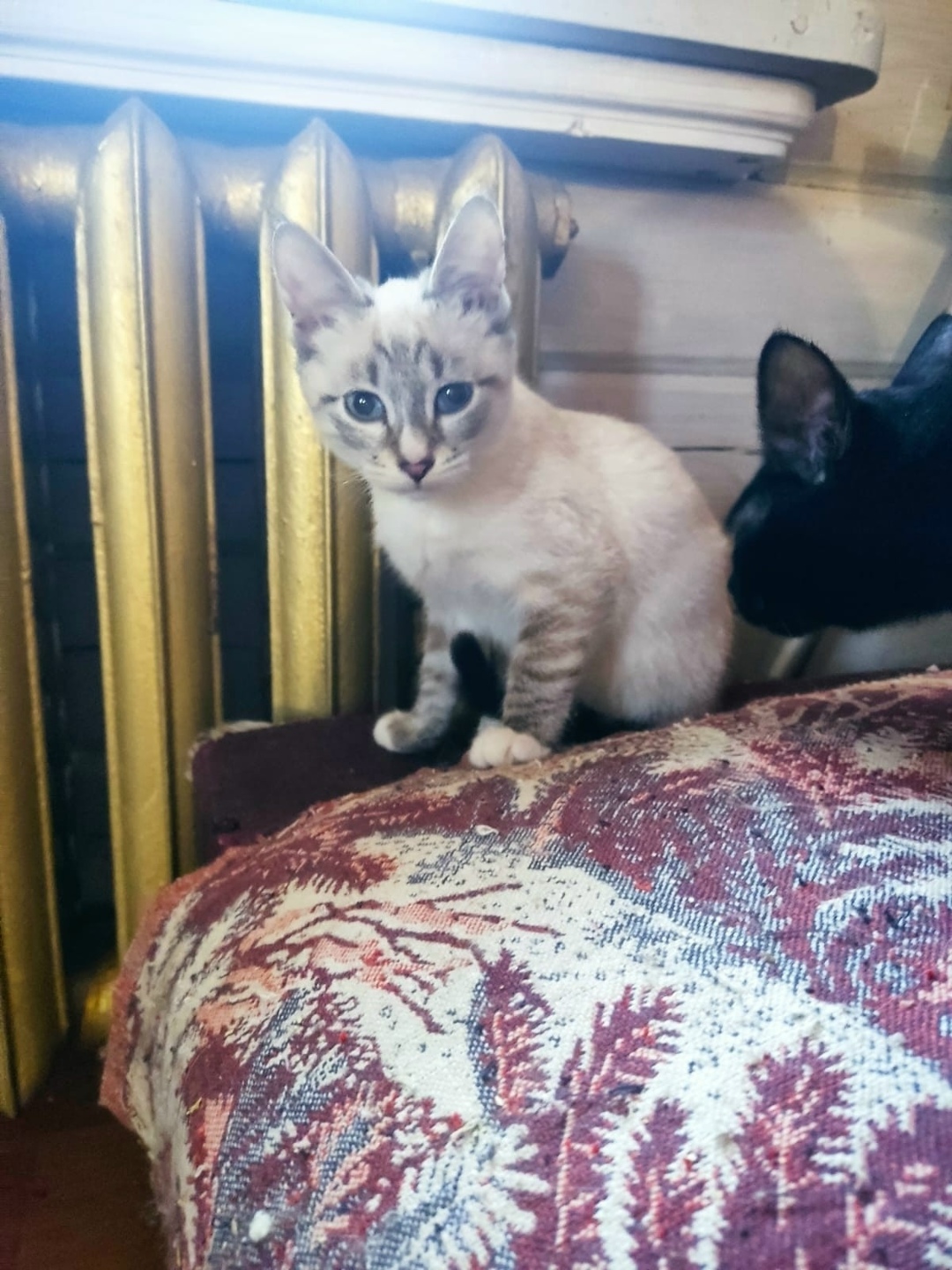 Найдена собака в Владимире — фото объявления