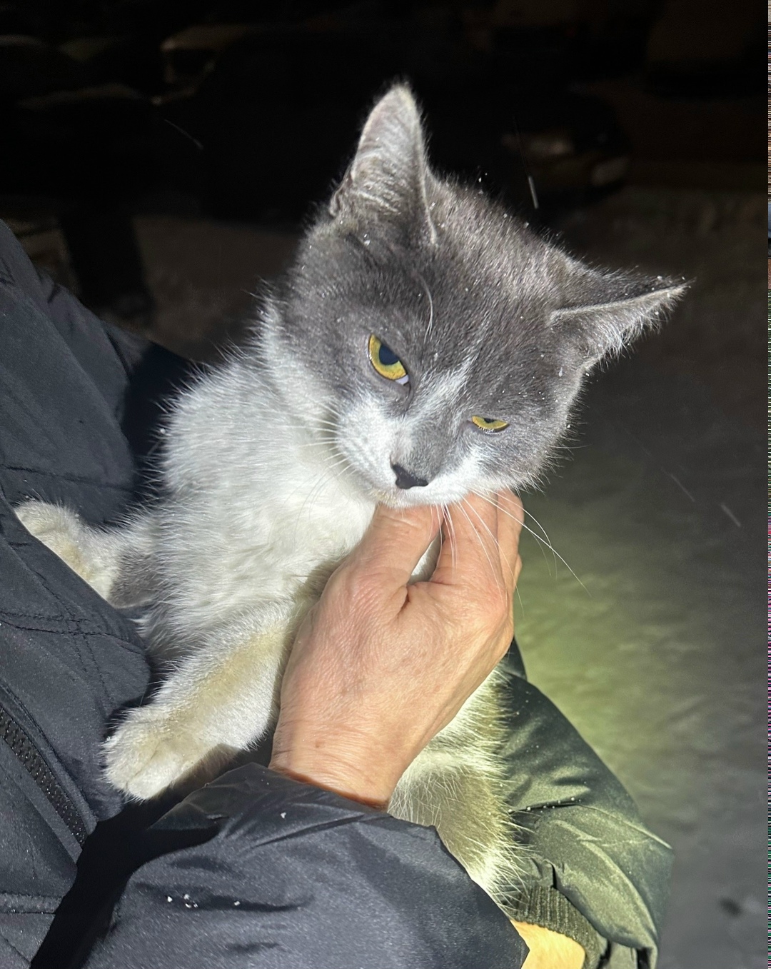 Найдена кошка в Владимире — фото объявления