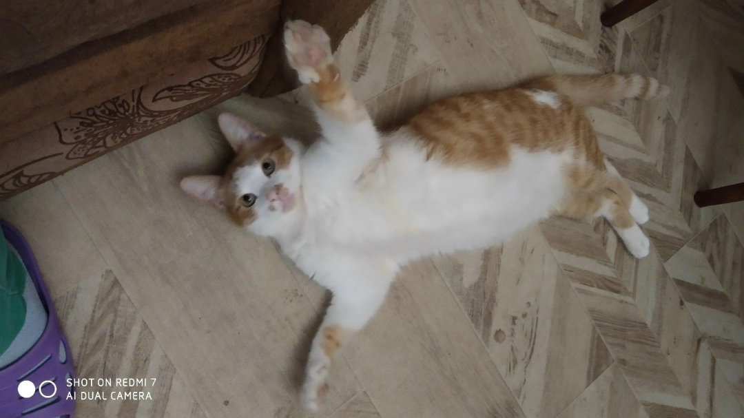 Пропала кошка в Владимире — фото объявления