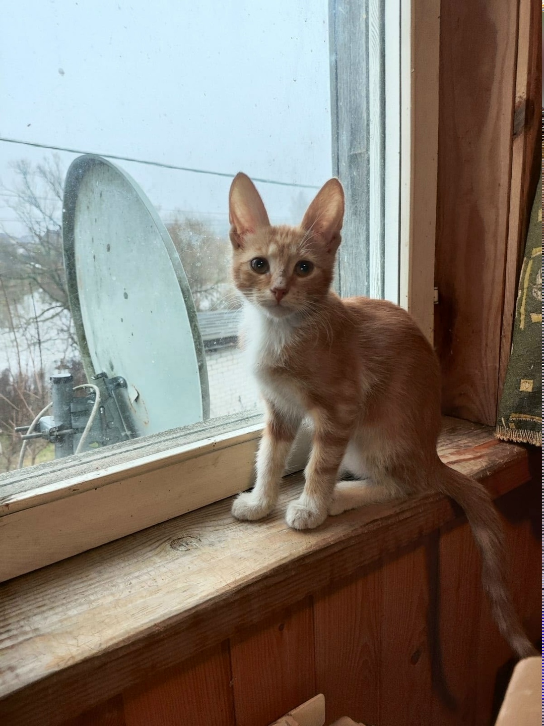 Найдена собака в Владимире — фото объявления