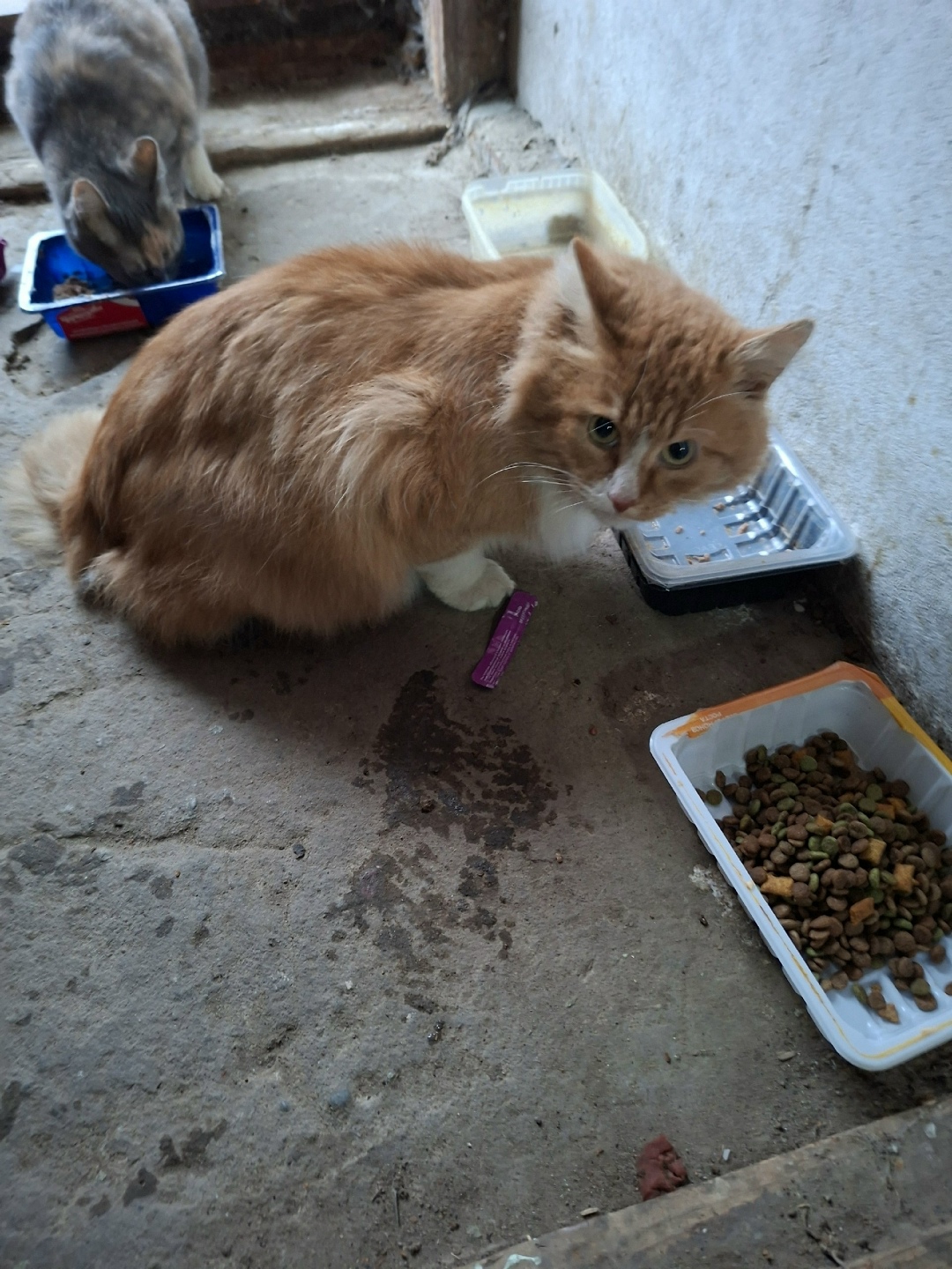 Найдена кошка в Владимире — фото объявления