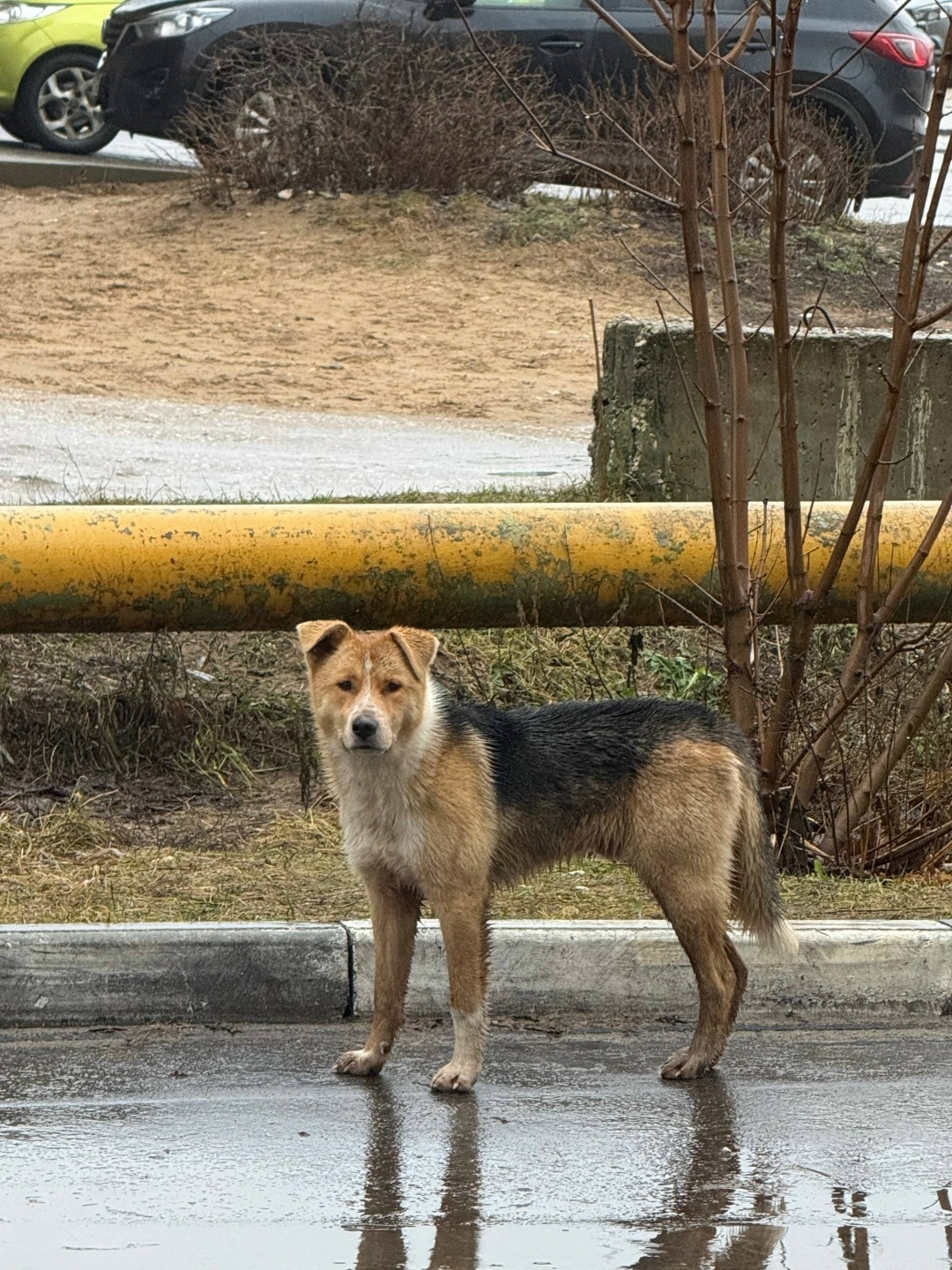 Найдена собака в Владимире — фото объявления