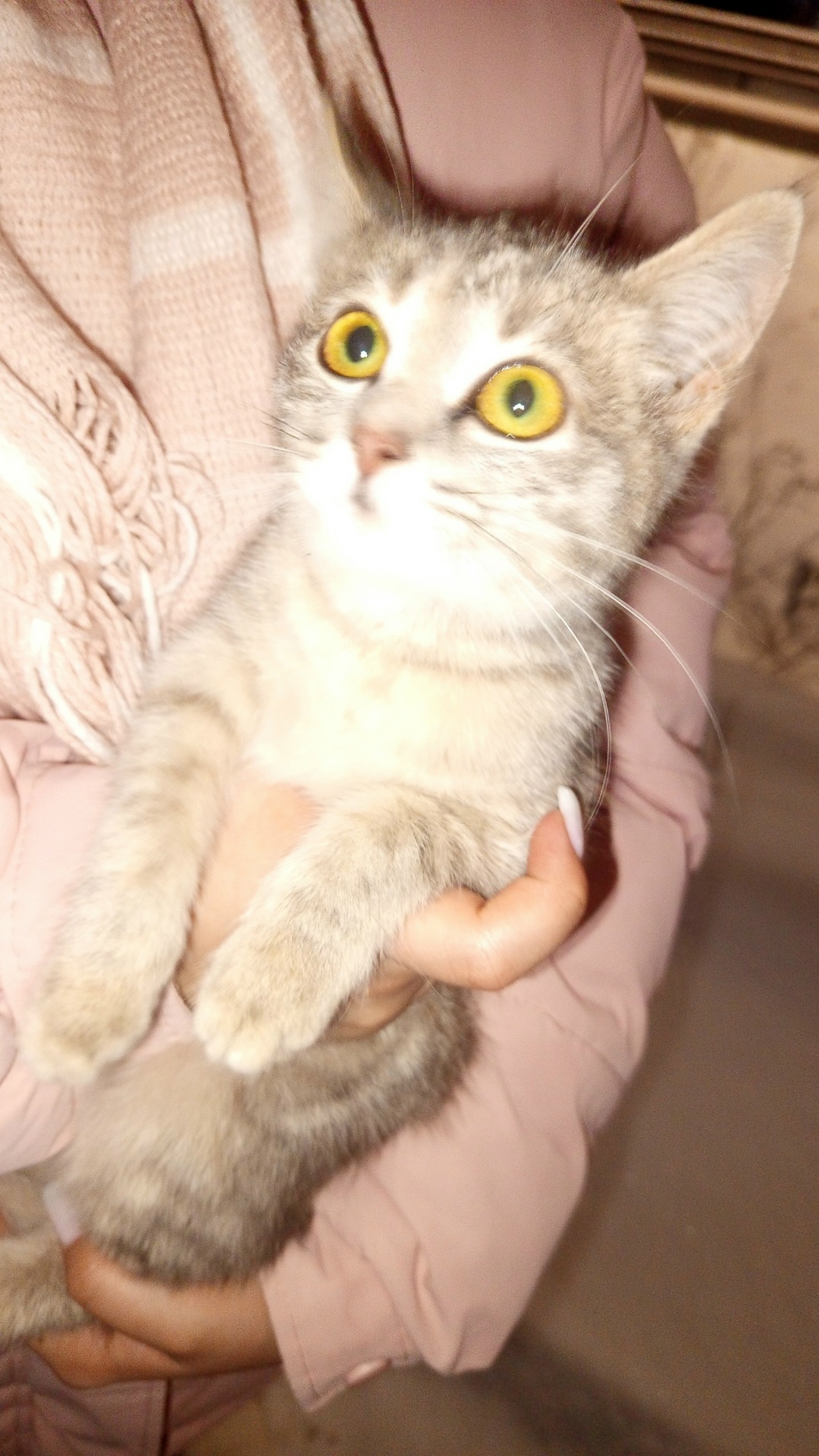 Найдена кошка в Владимире — фото объявления