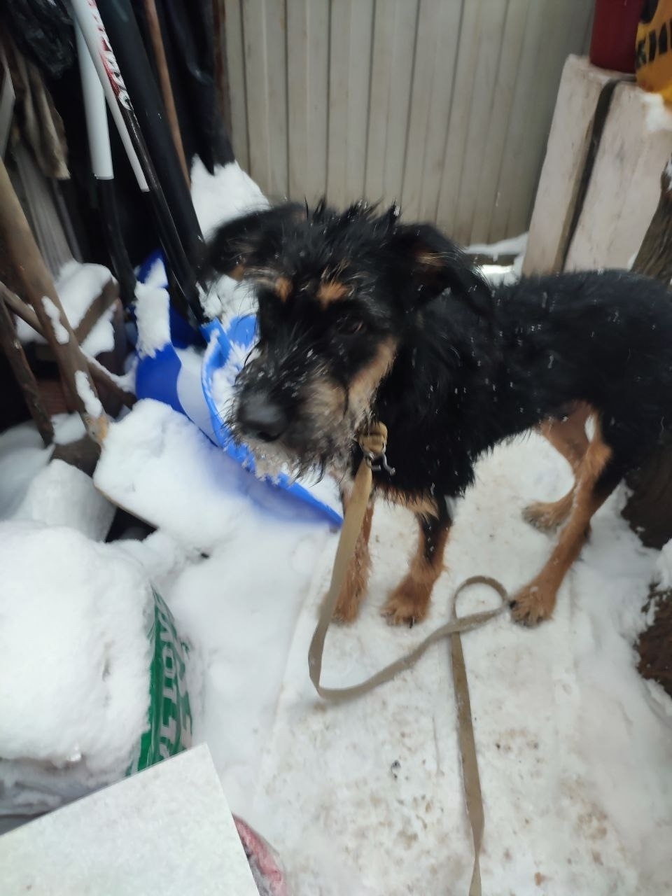 Найдена собака в Владимире — фото объявления