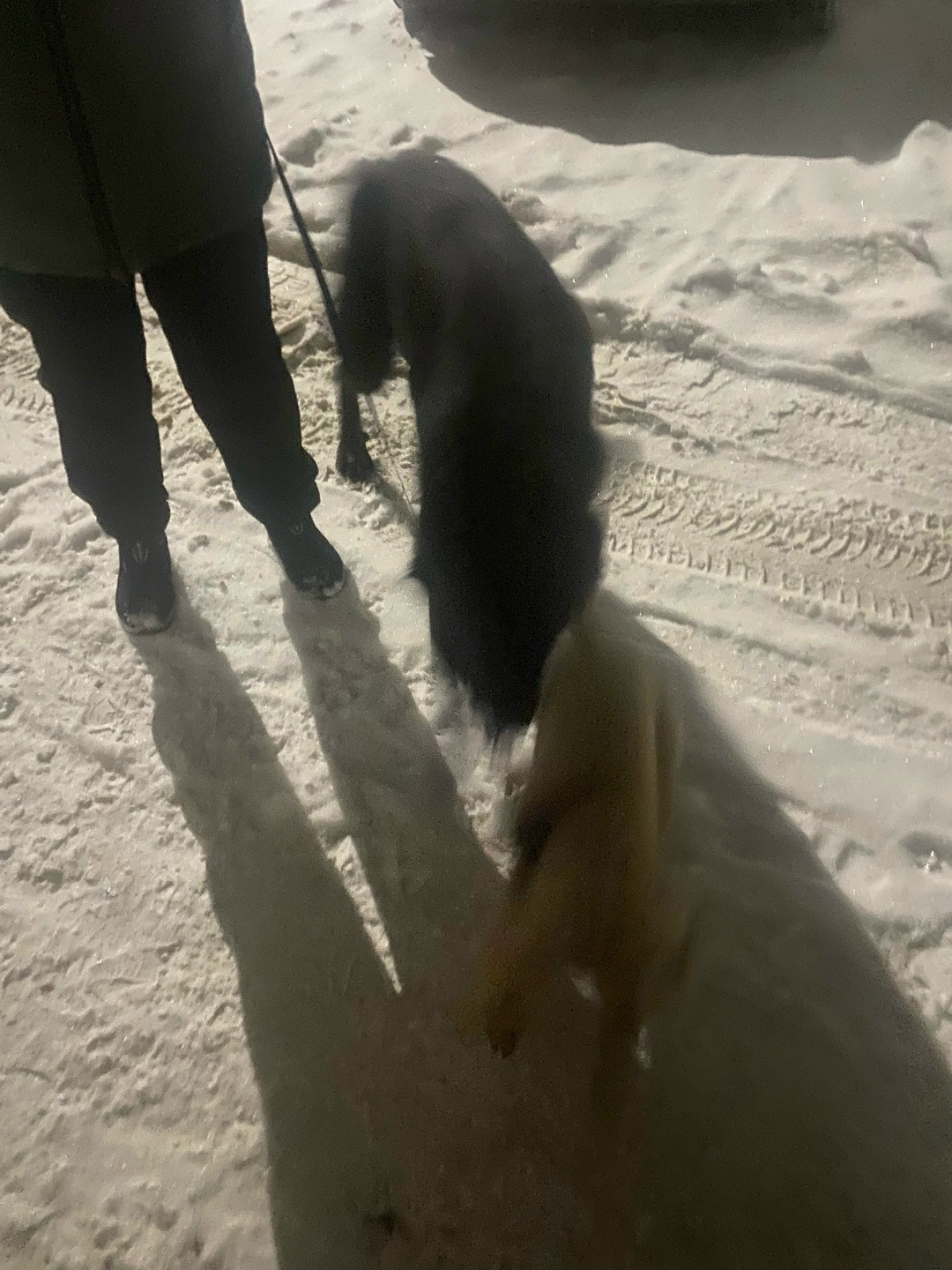 Найдена собака в Владимире — фото объявления