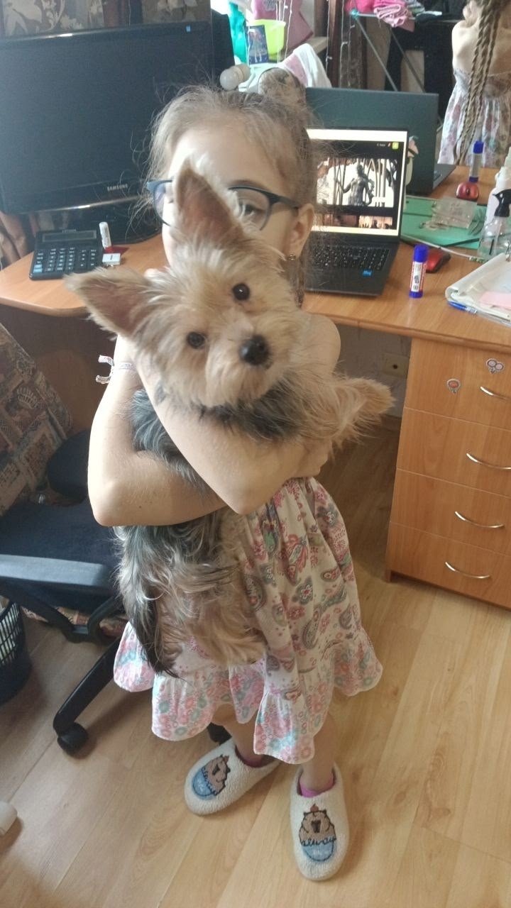 Пропала собака в Владимире — фото объявления