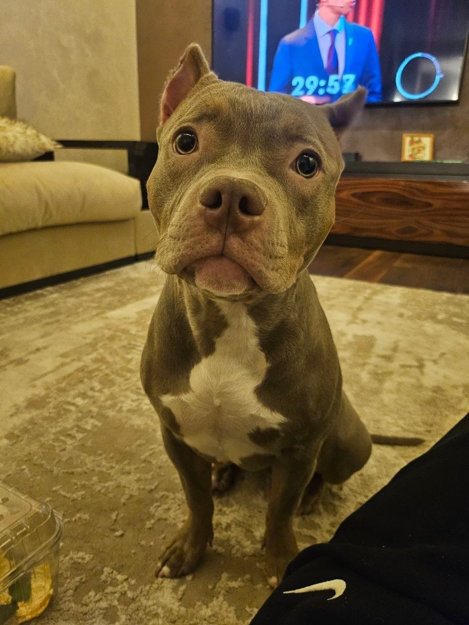 Пропала собака в Владимире — фото объявления