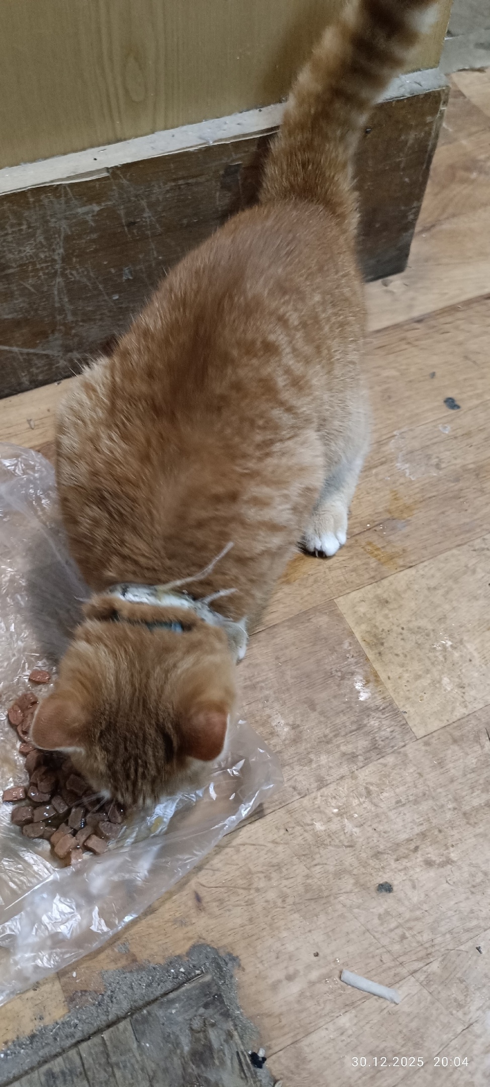 Найдена кошка в Владимире — фото объявления