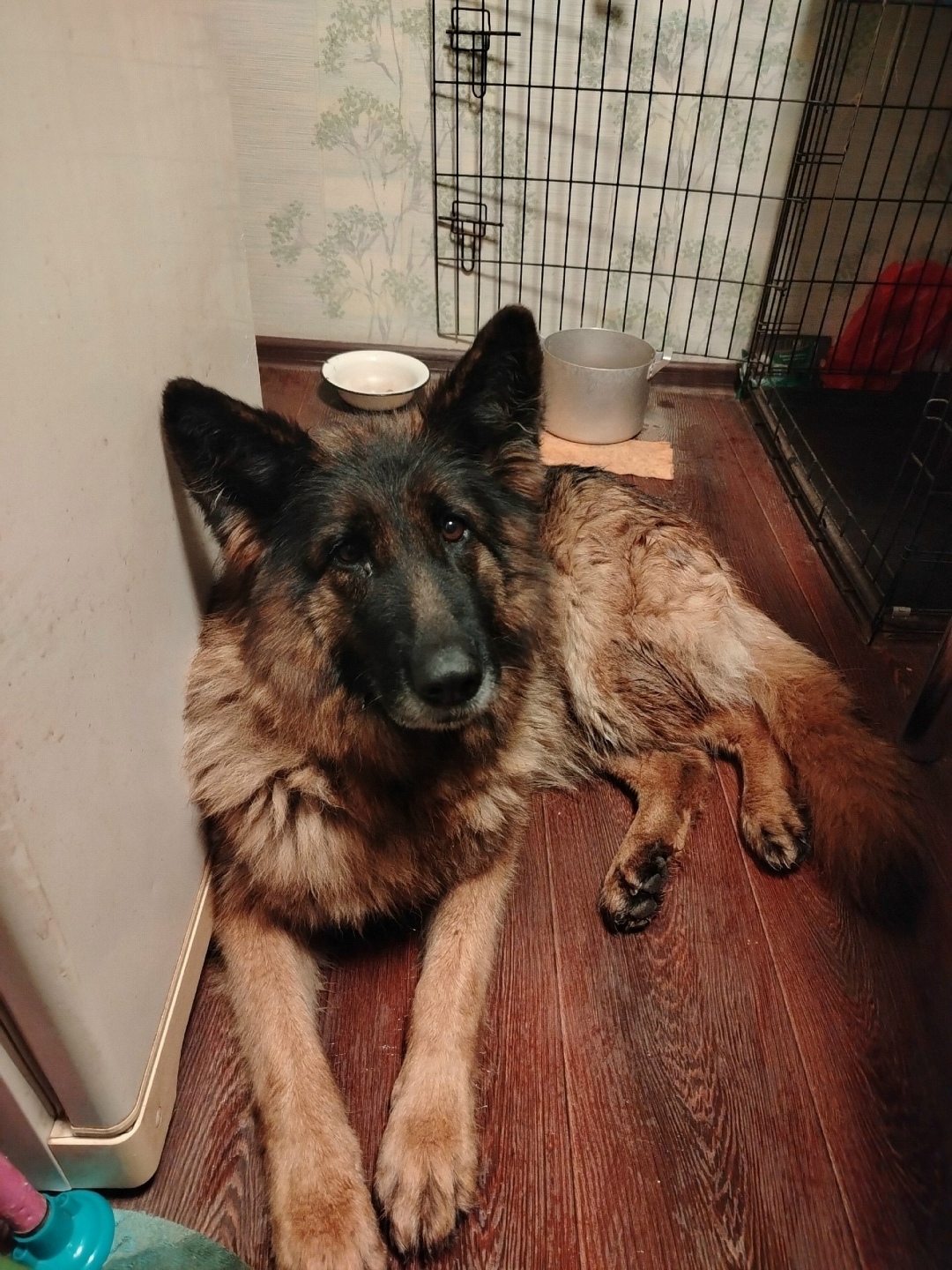 Найдена собака в Владимире — фото объявления