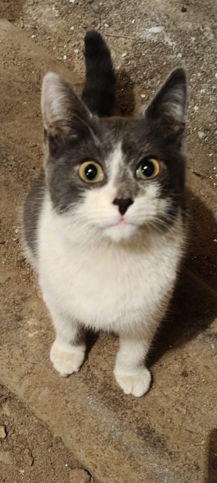 Найдена кошка в Владимире — фото объявления