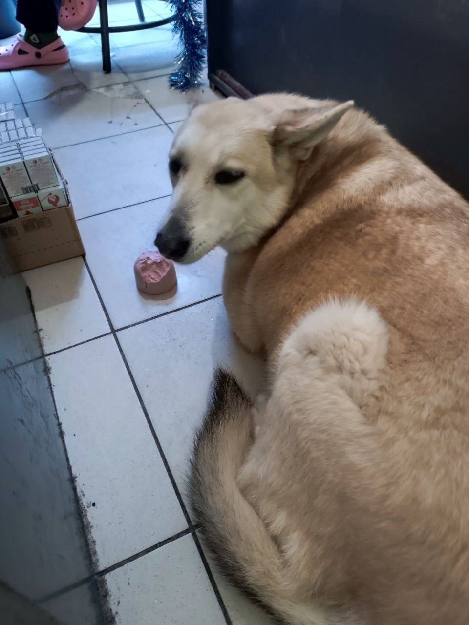 Найдена собака в Владимире — фото объявления