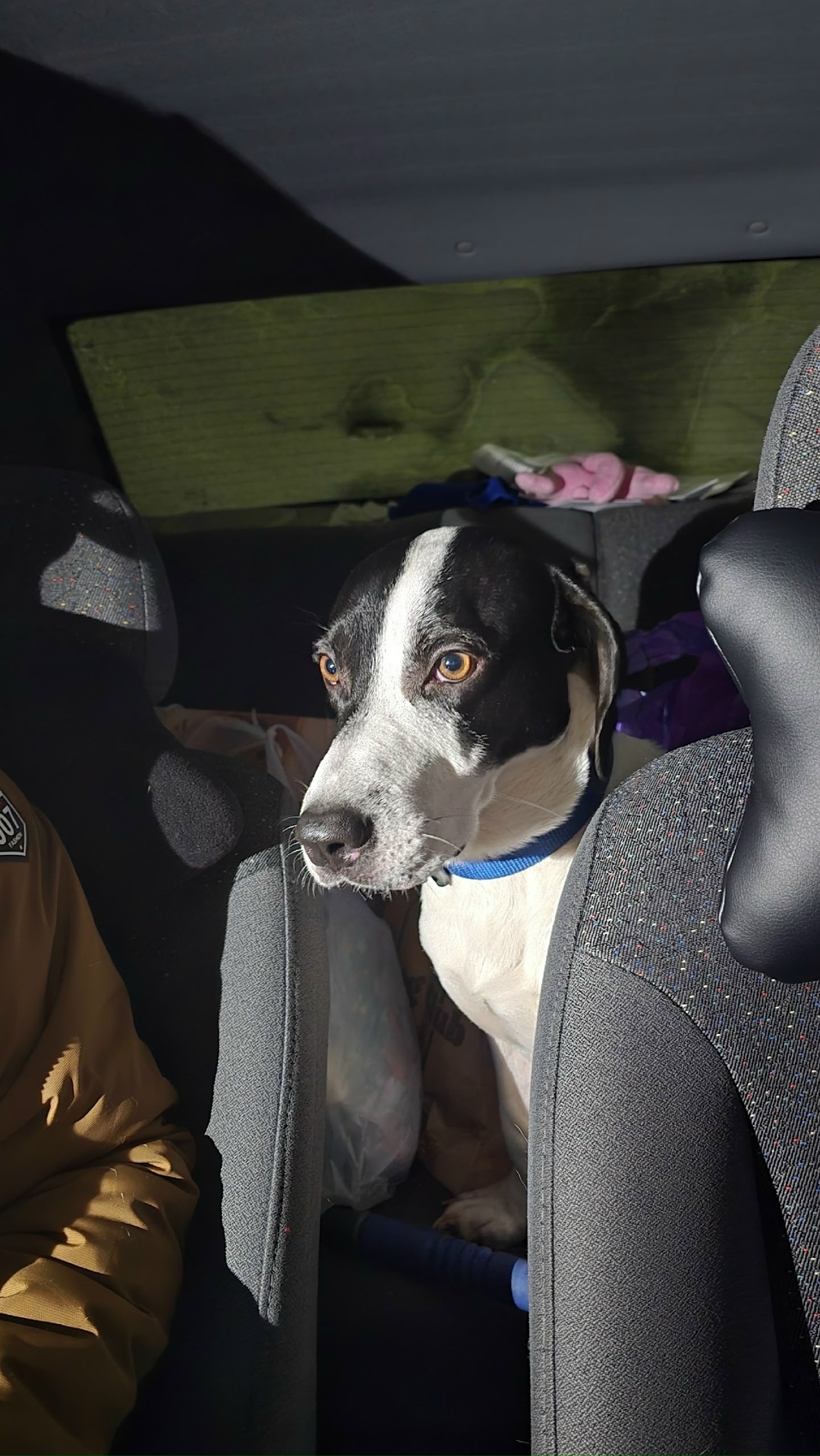 Найдена собака в Владимире — фото объявления