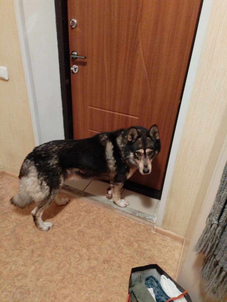 Найдена собака в Владимире — фото объявления