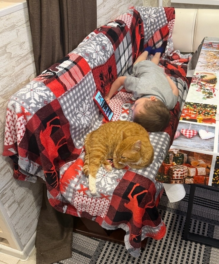 Найдена собака в Владимире — фото объявления