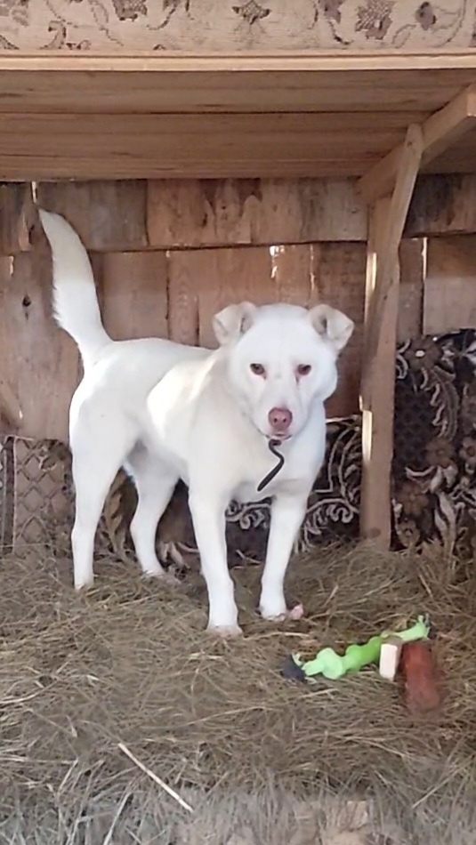 Пропала собака в Владимире — фото объявления