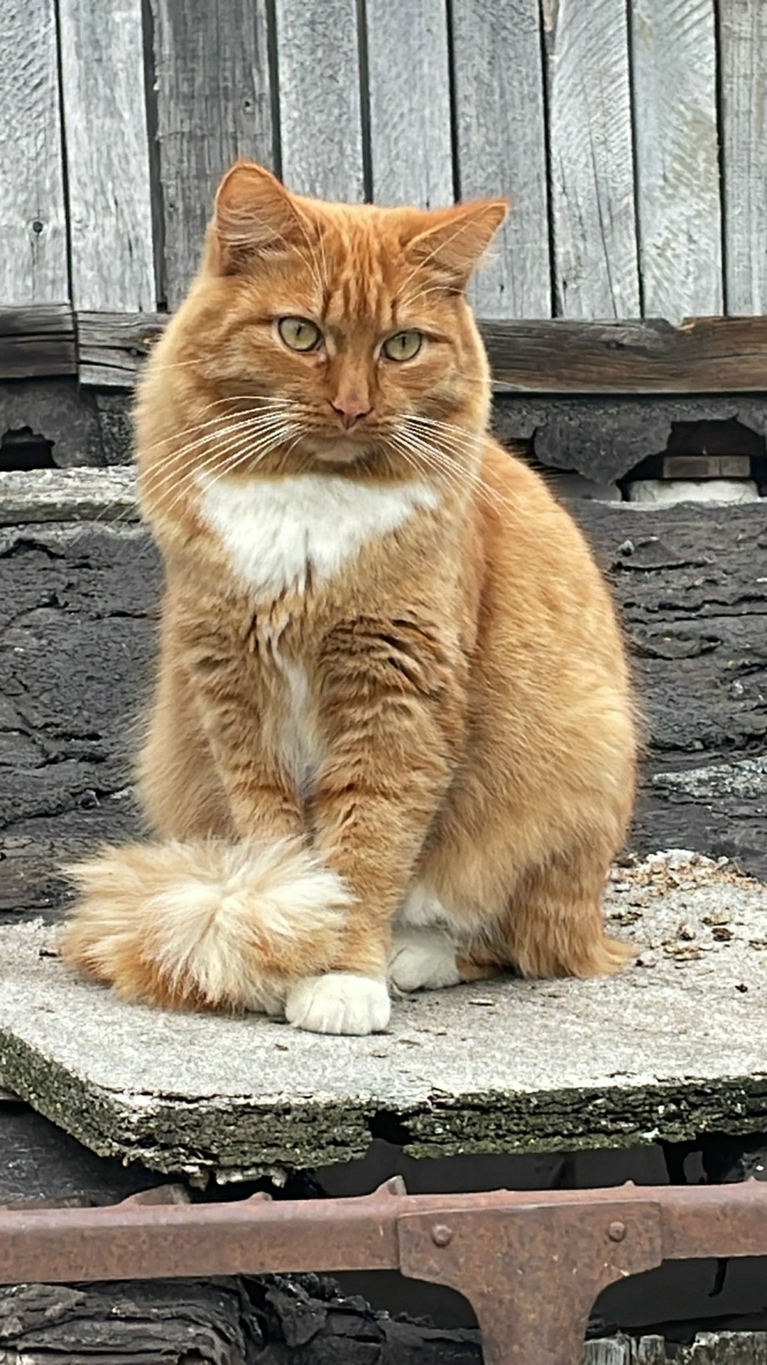 Пропала кошка в Владимире — фото объявления