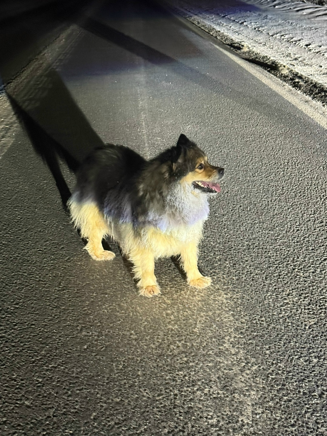 Найдена собака в Владимире — фото объявления