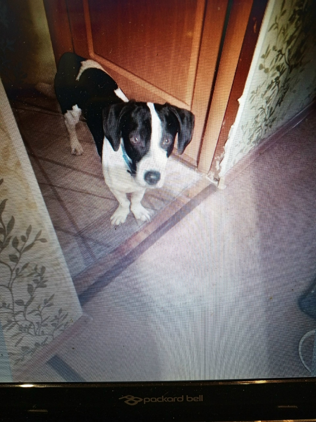 Найдена собака в Владимире — фото объявления