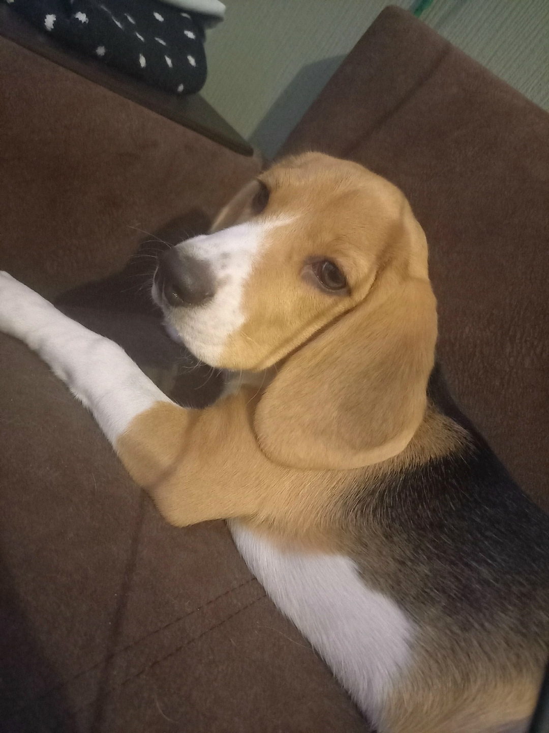 Пропала собака в Владимире — фото объявления