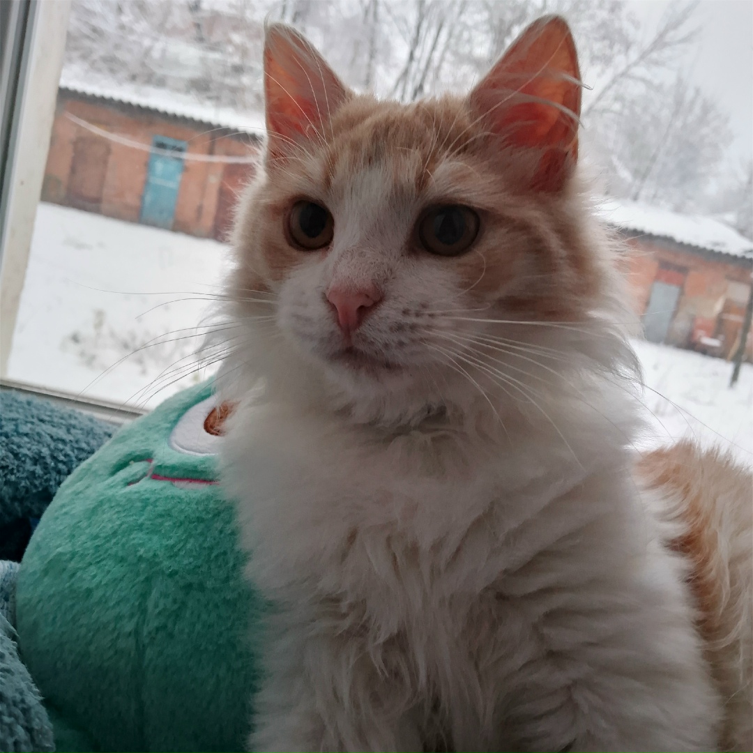 Пропала кошка в Владимире — фото объявления