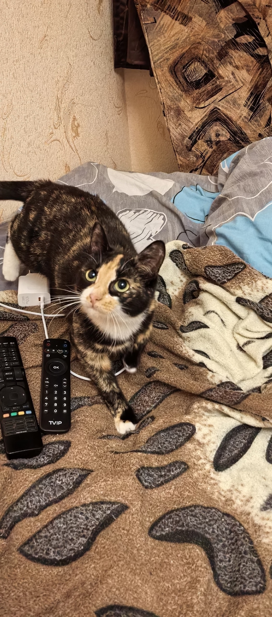 Найдена кошка в Владимире — фото объявления