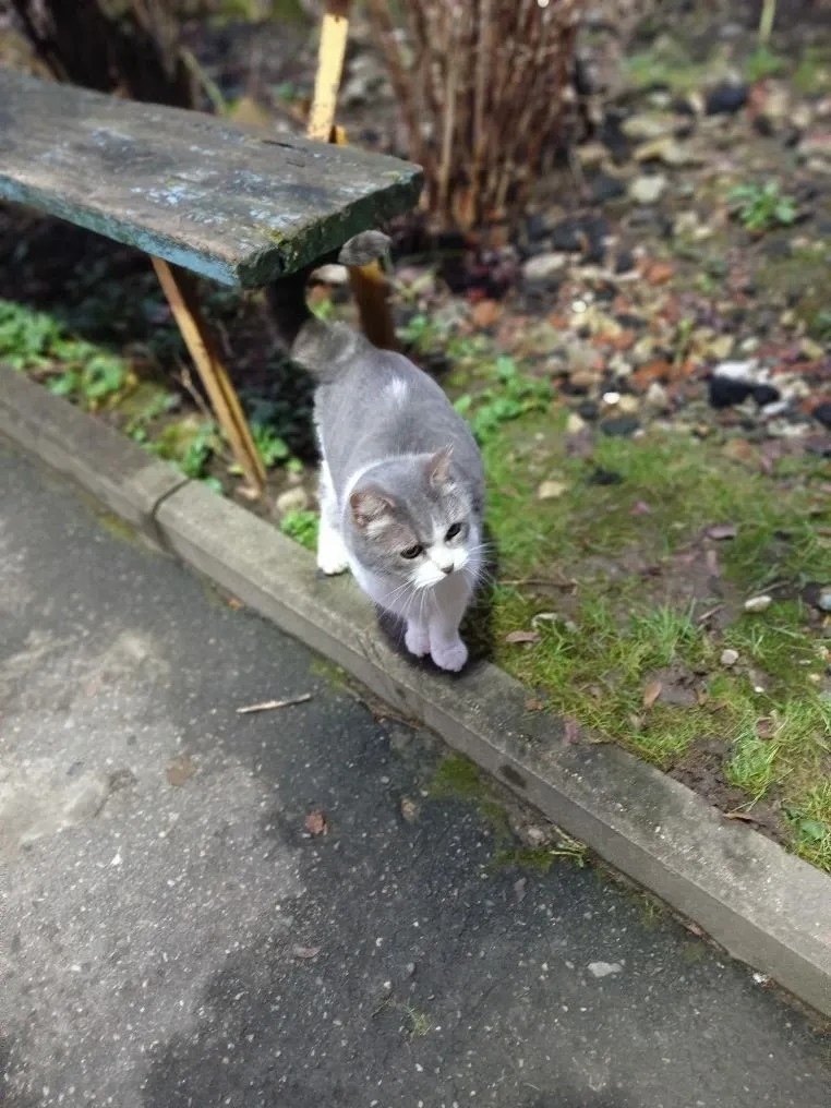 Найдена кошка в Владимире — фото объявления