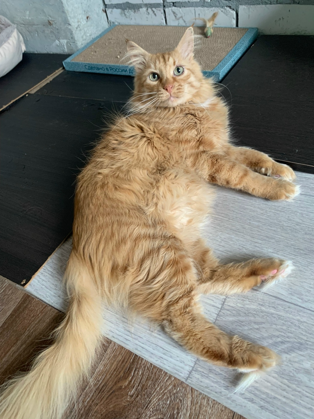 Найдена собака в Владимире — фото объявления