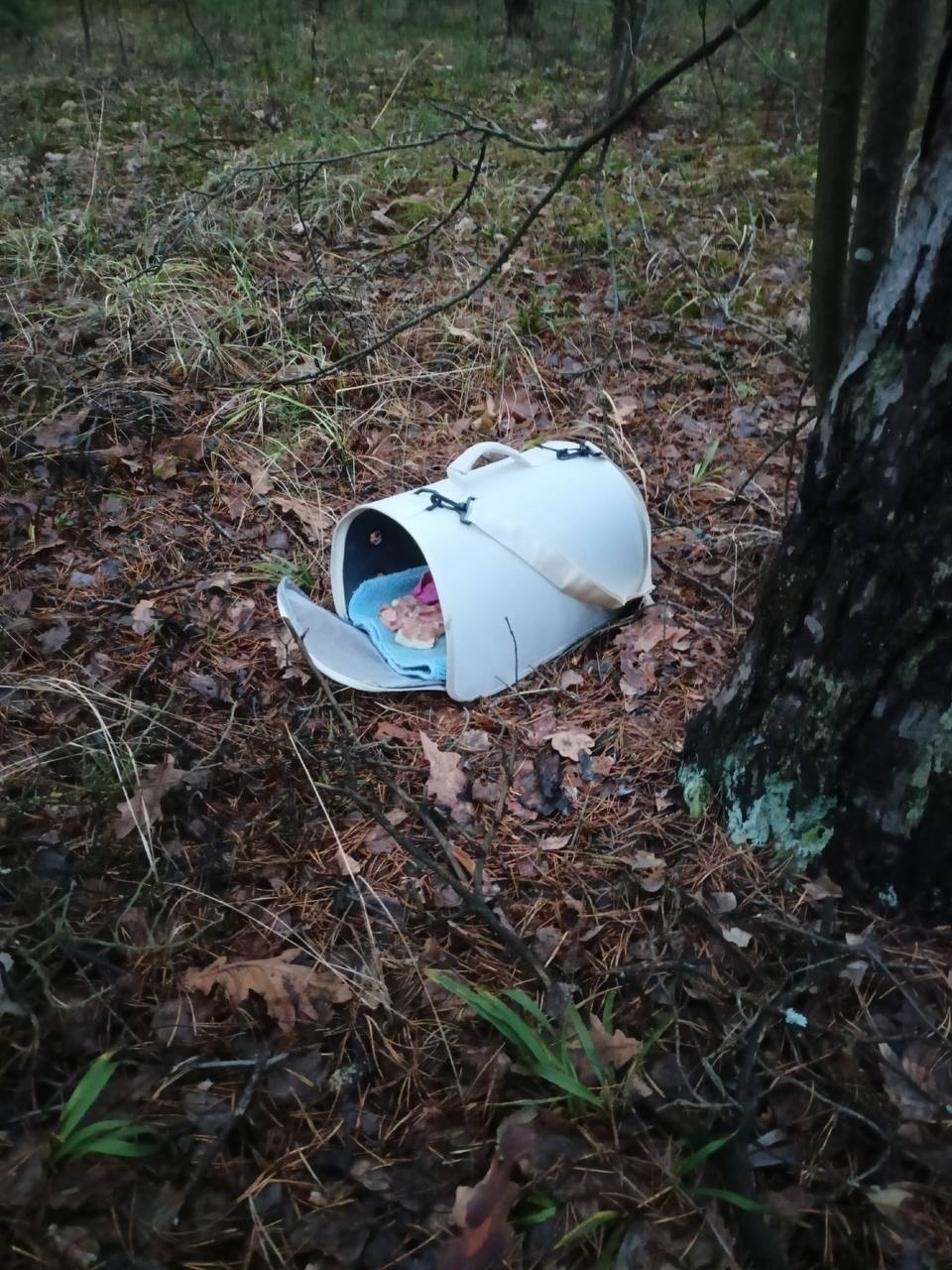 Найдена кошка в Владимире — фото объявления