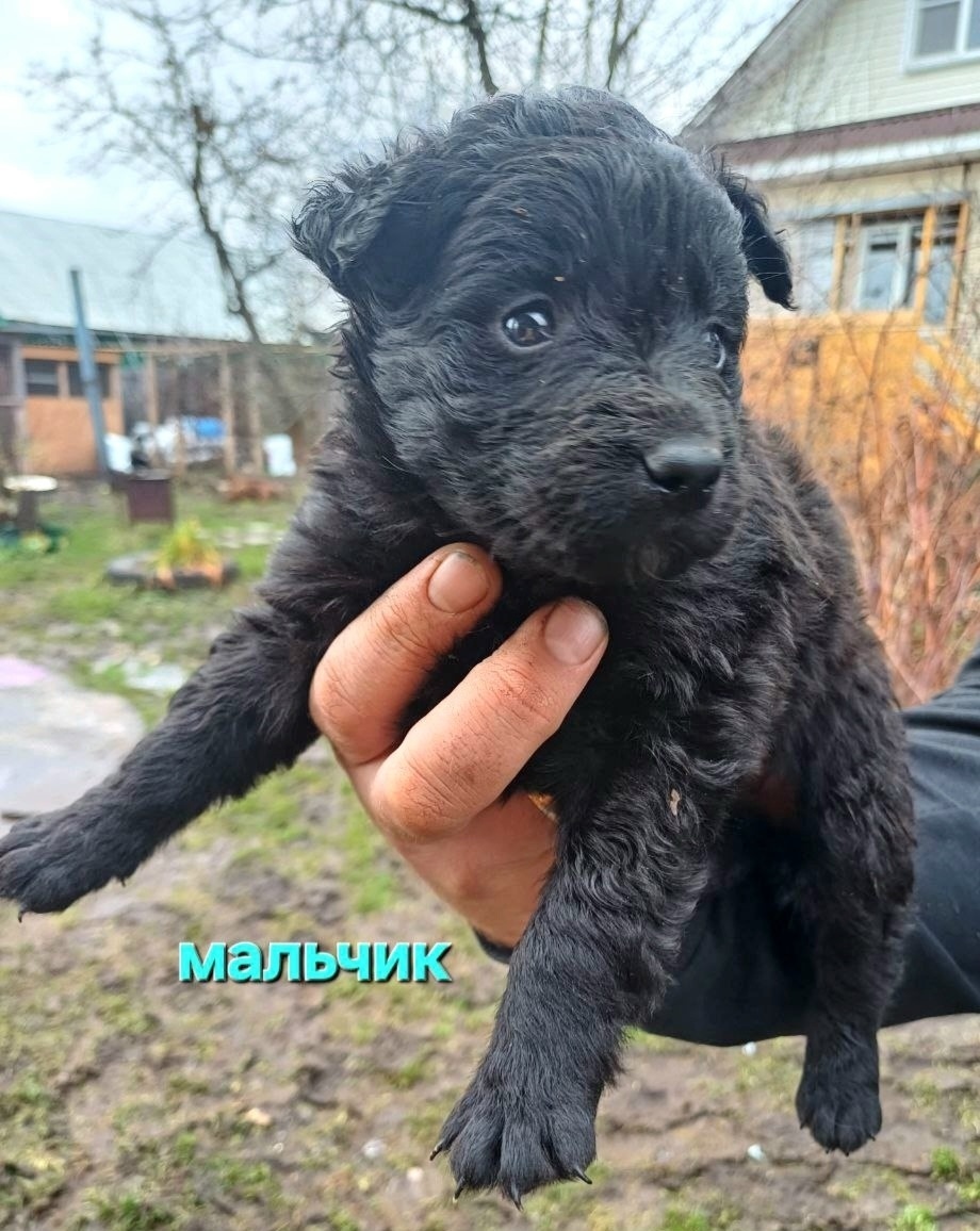 Найдена собака в Владимире — фото объявления