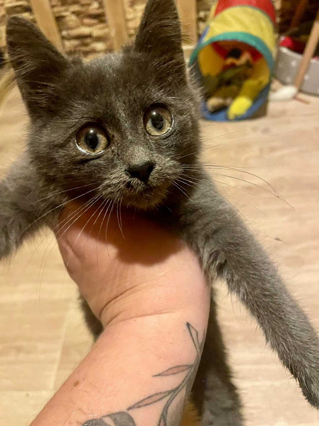 Найдена кошка в Симферополе — фото объявления