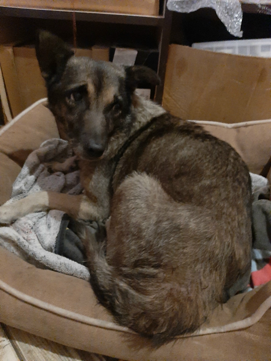 Пропала собака в Симферополе — фото объявления