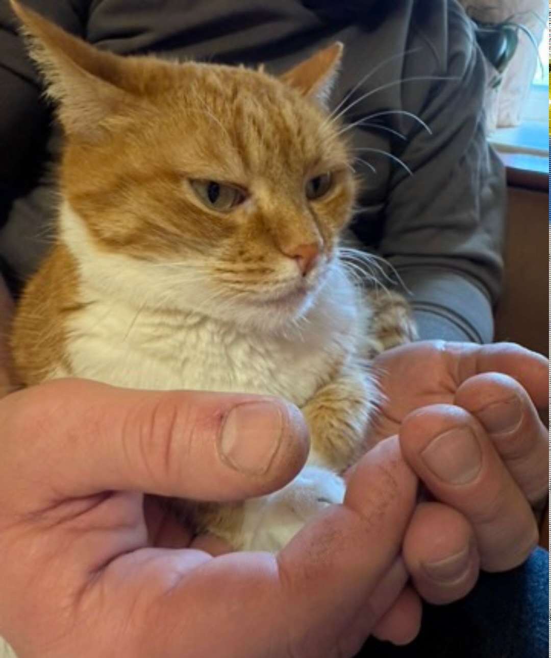 Пропала кошка в Симферополе — фото объявления