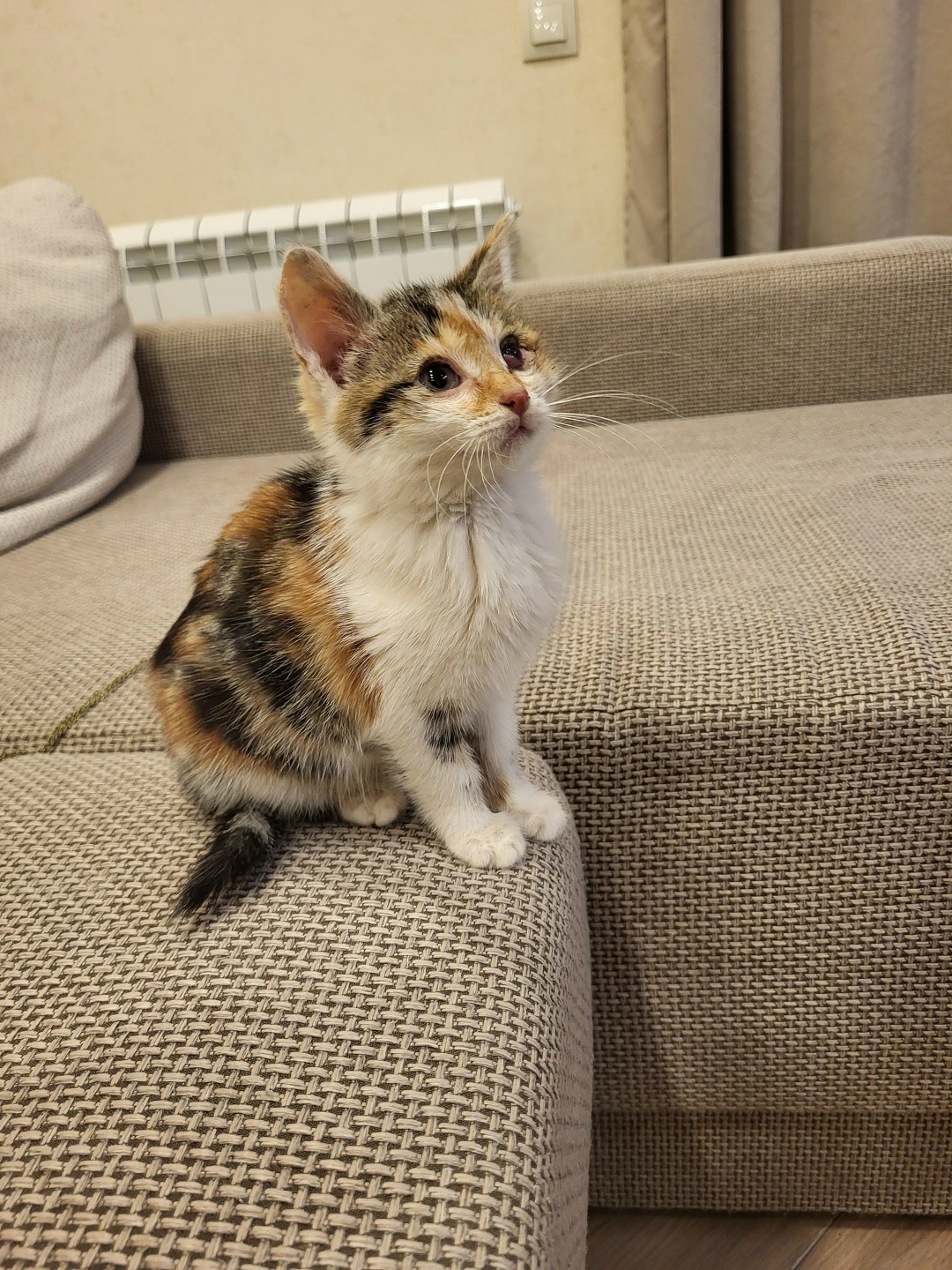 Найдена кошка в Симферополе — фото объявления