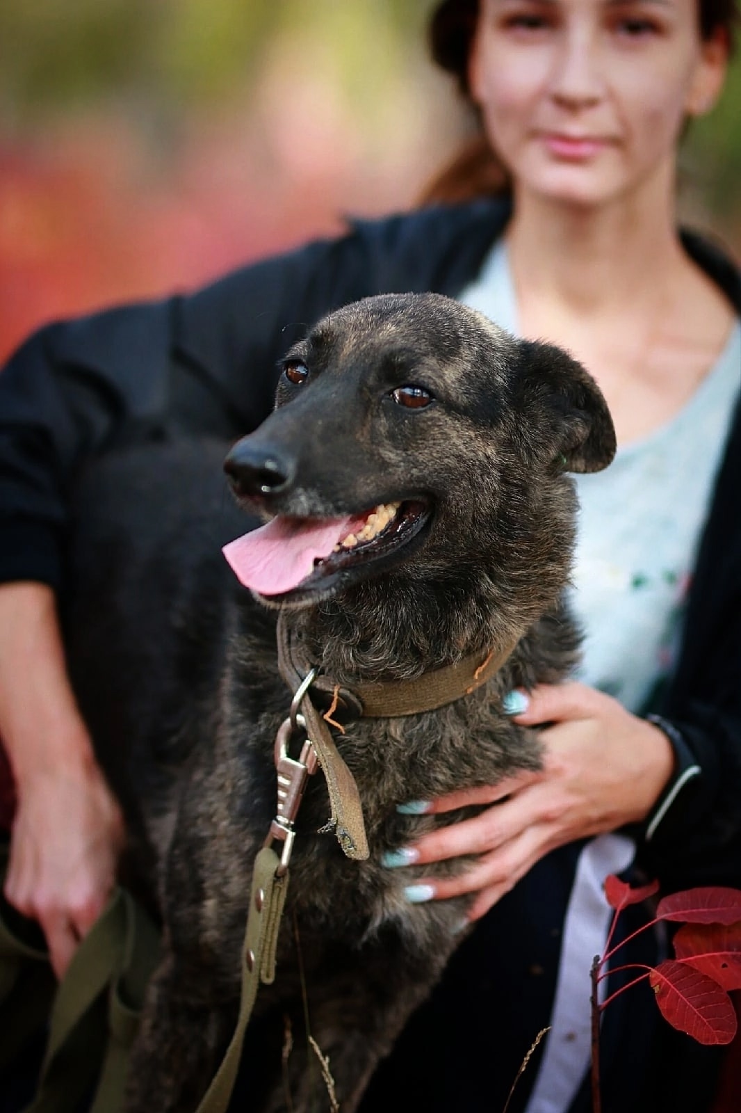 Найдена собака в Симферополе — фото объявления