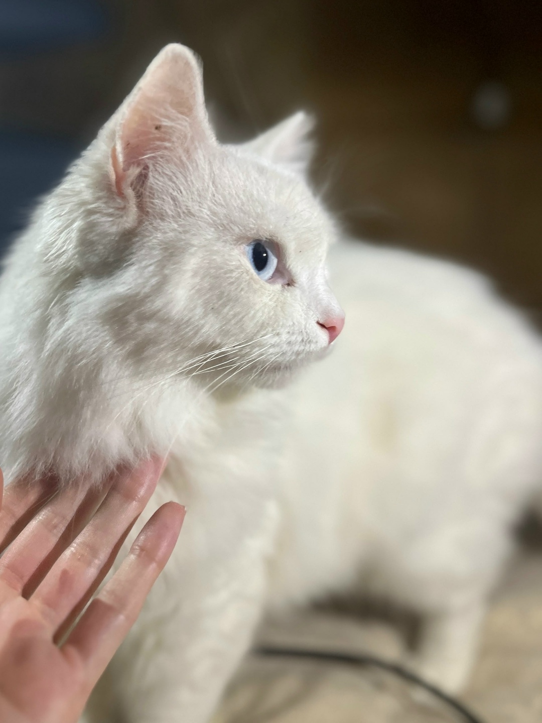 Найдена кошка в Симферополе — фото объявления