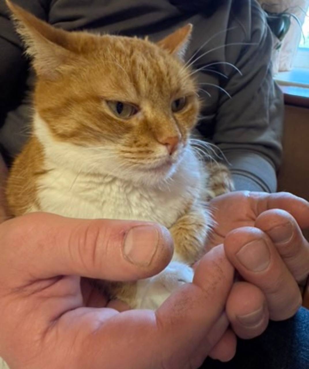 Пропала кошка в Симферополе — фото объявления