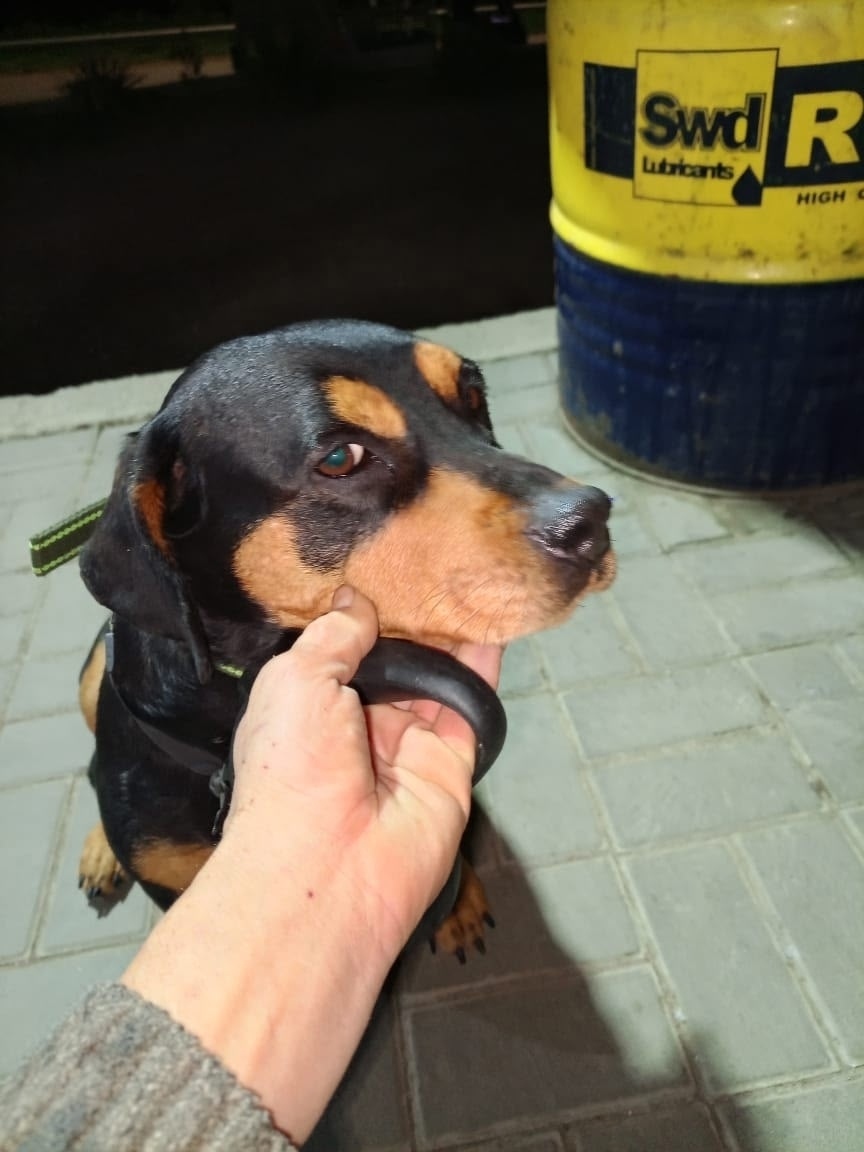 Найдена собака в Симферополе — фото объявления