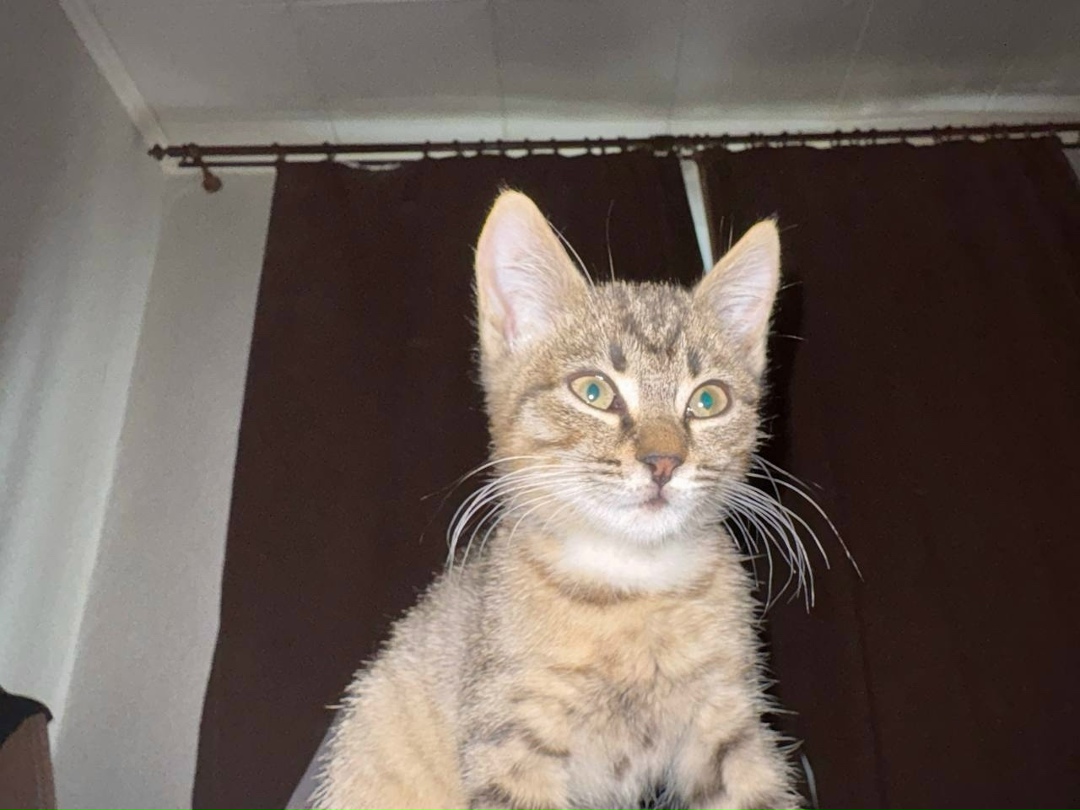 Найдена кошка в Симферополе — фото объявления