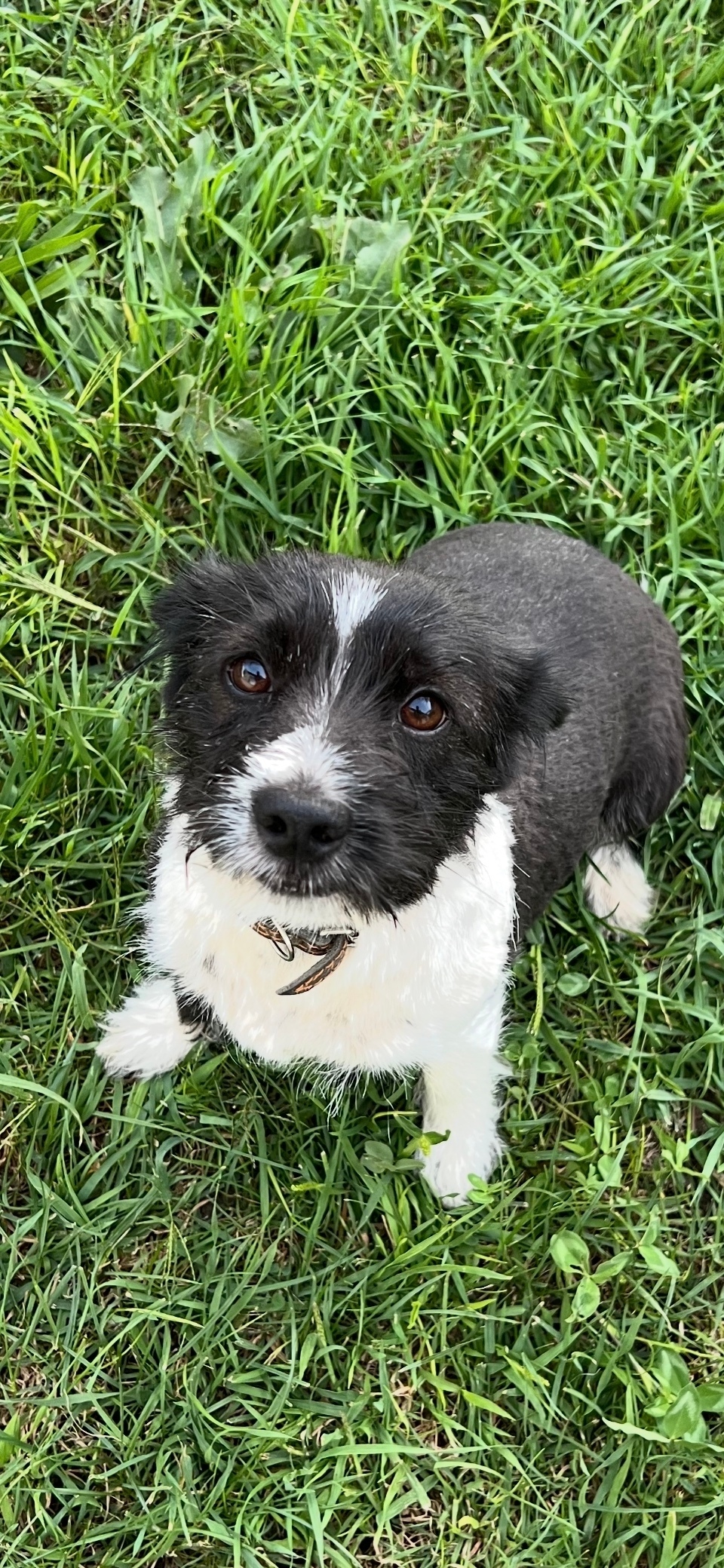 Пропала собака в Симферополе — фото объявления