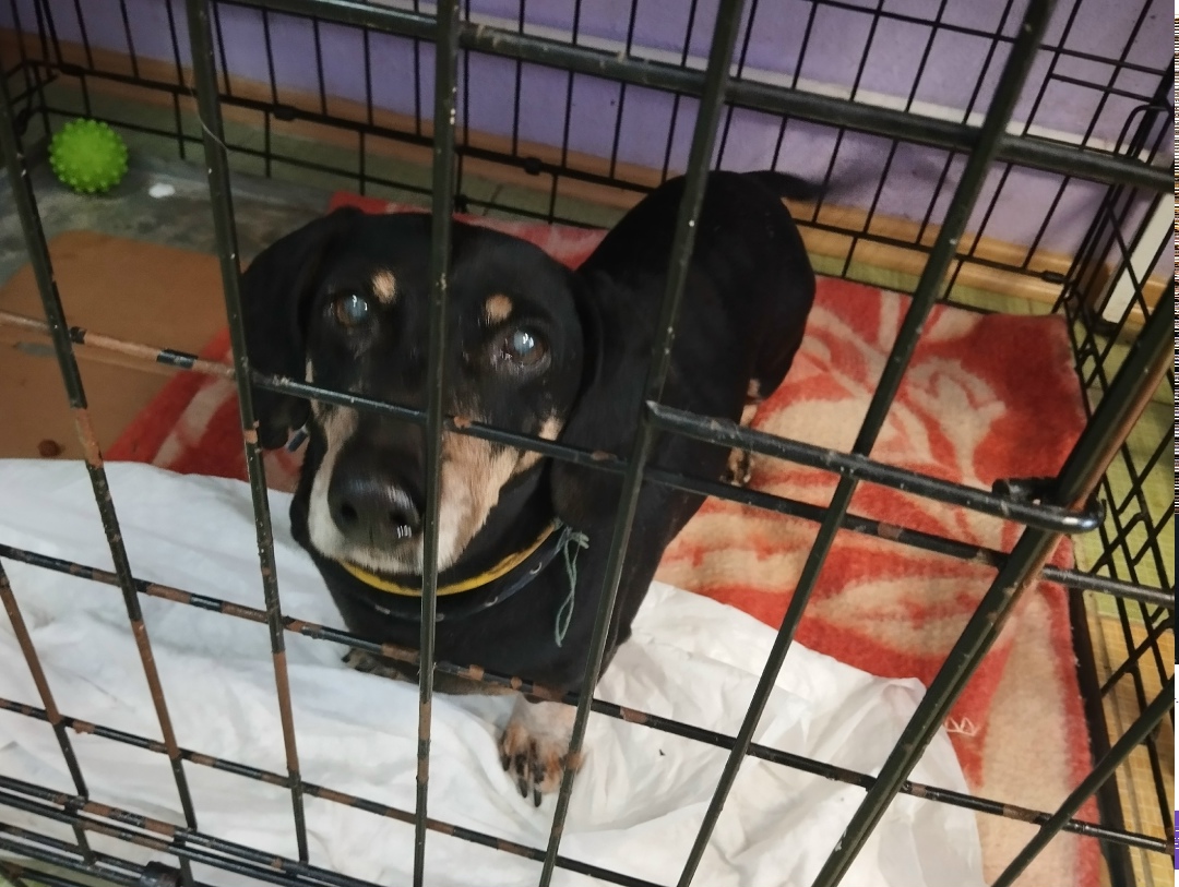 Пропала собака в Симферополе — фото объявления