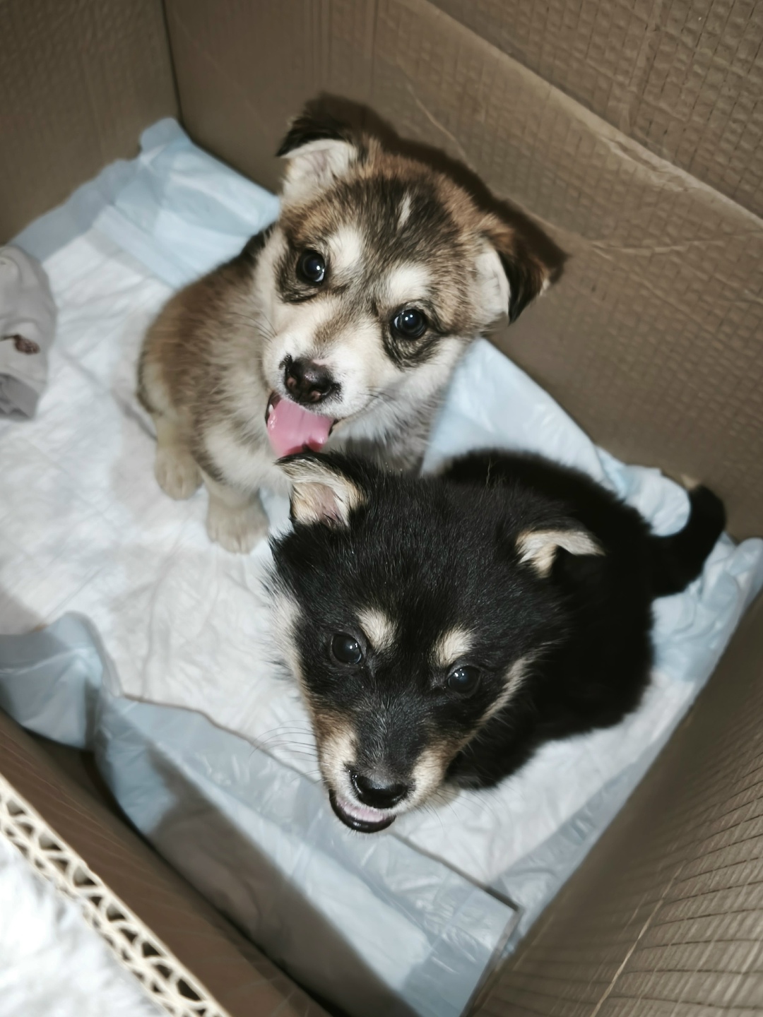 Найдена собака в Симферополе — фото объявления