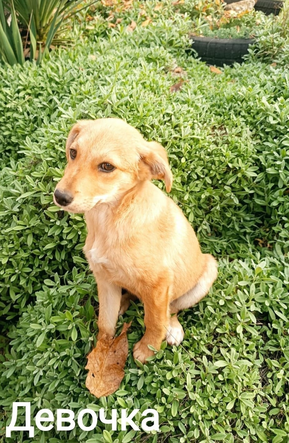 Найдена собака в Симферополе — фото объявления