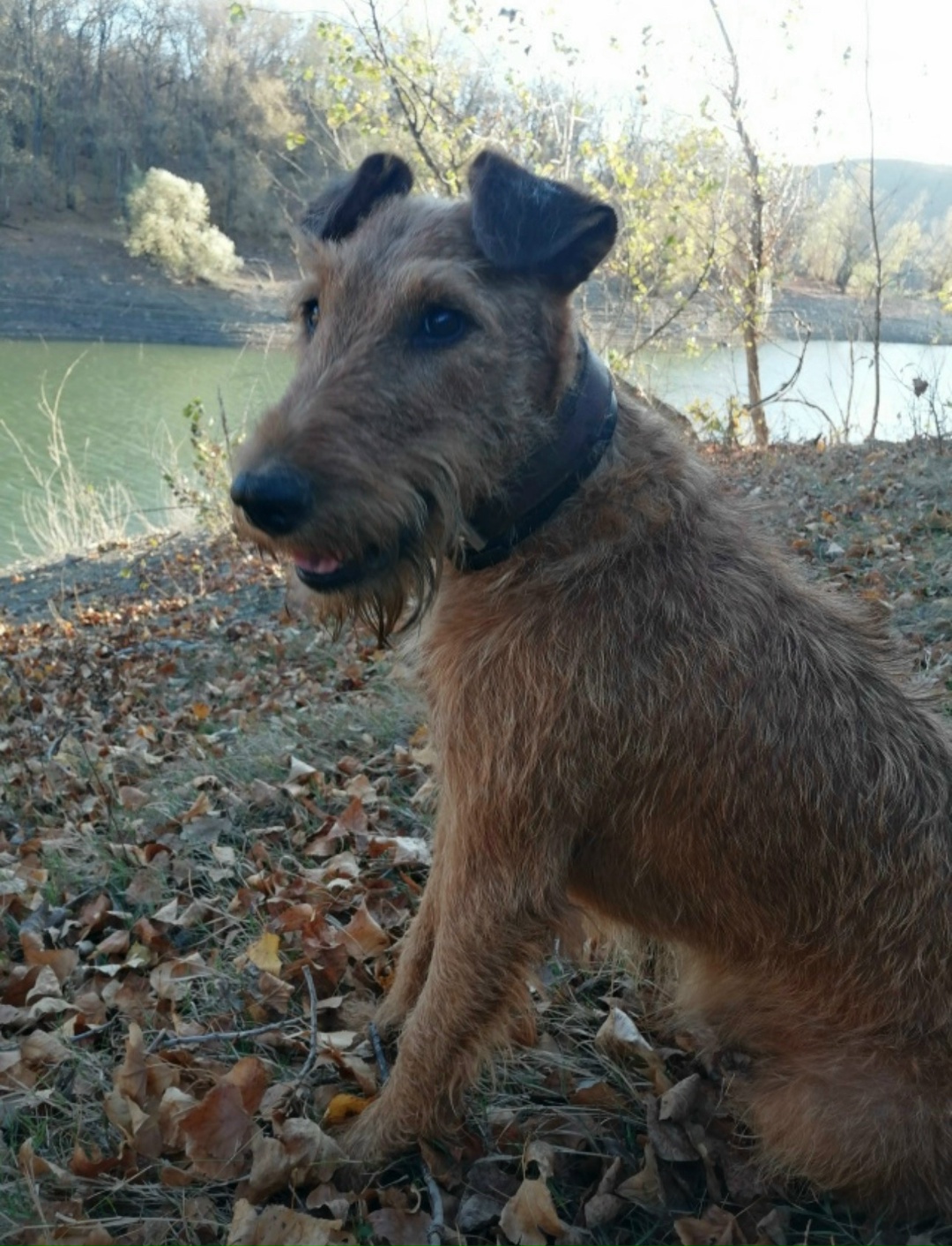 Пропала собака в Симферополе — фото объявления