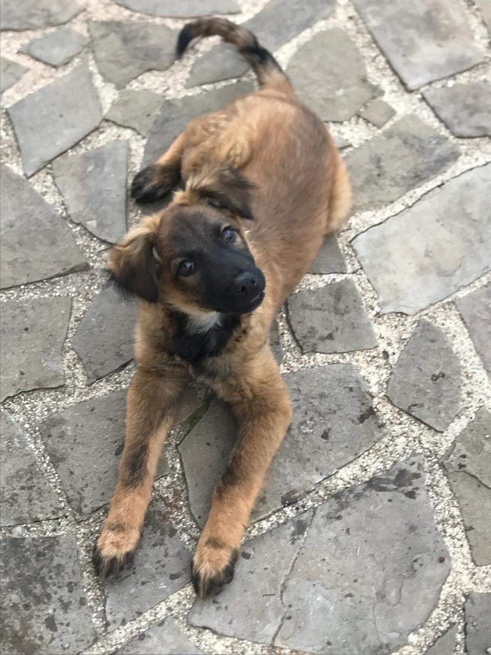 Найдена собака в Симферополе — фото объявления