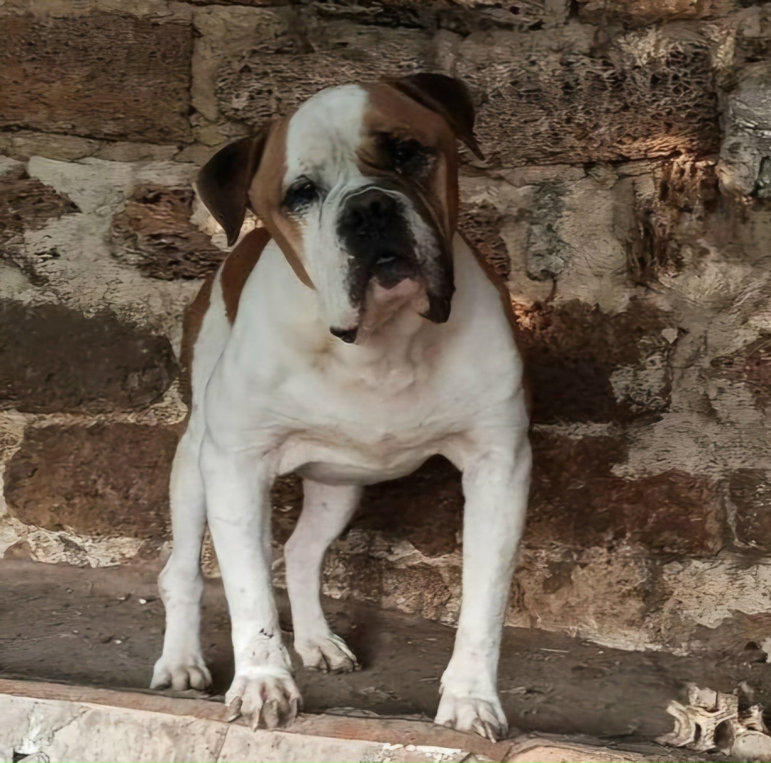 Найдена собака в Симферополе — фото объявления