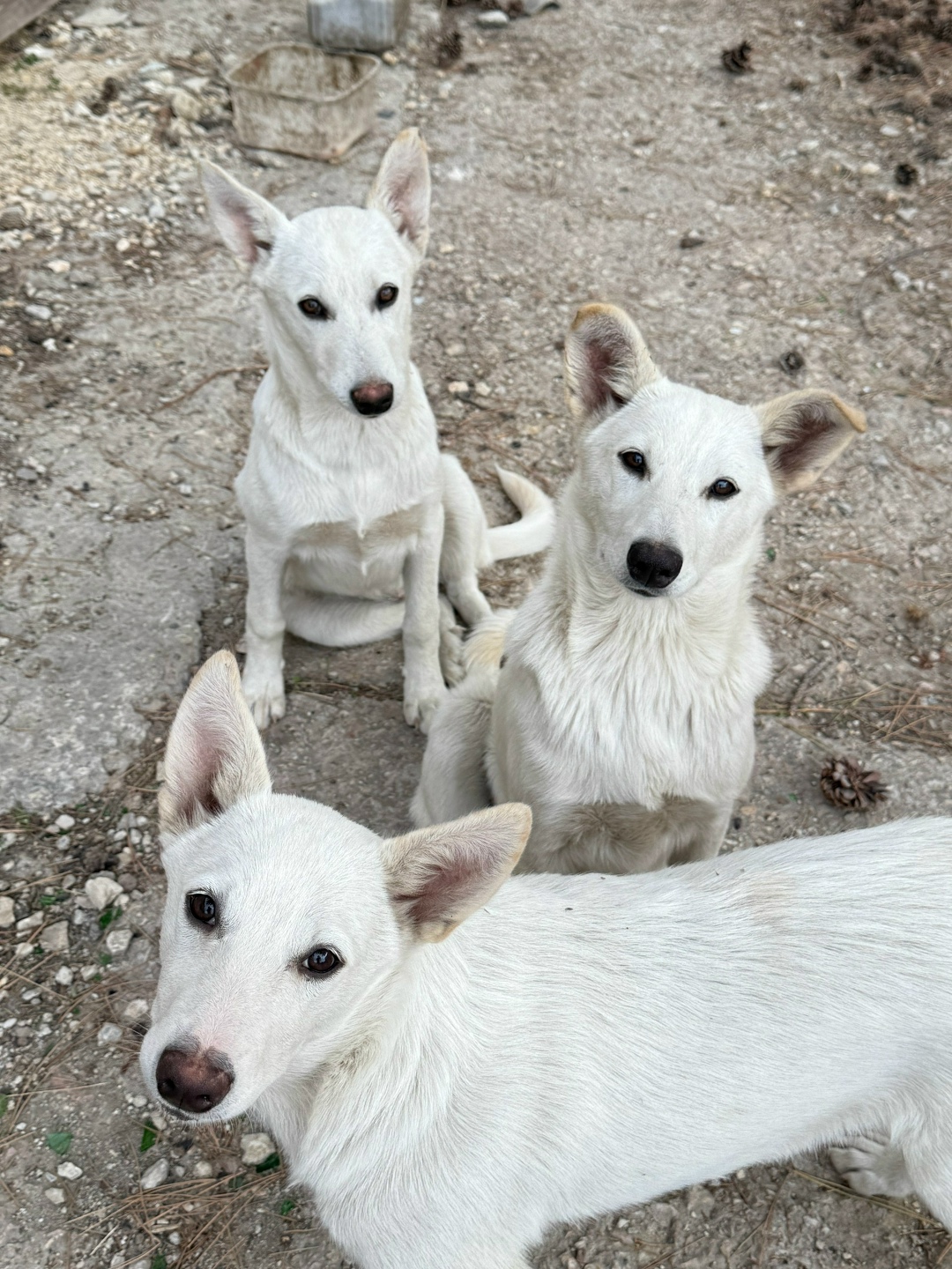 Найдена собака в Симферополе — фото объявления
