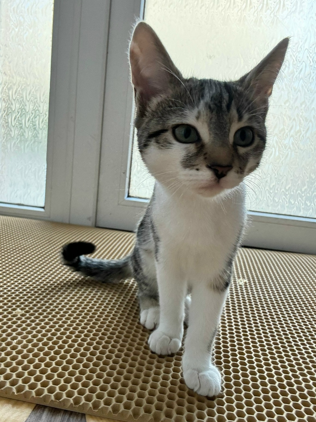 Найдена кошка в Симферополе — фото объявления